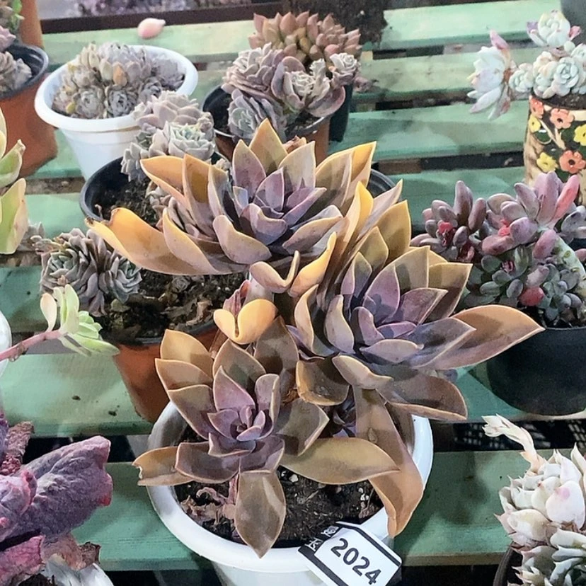 【闪购商品】太妃糖2024