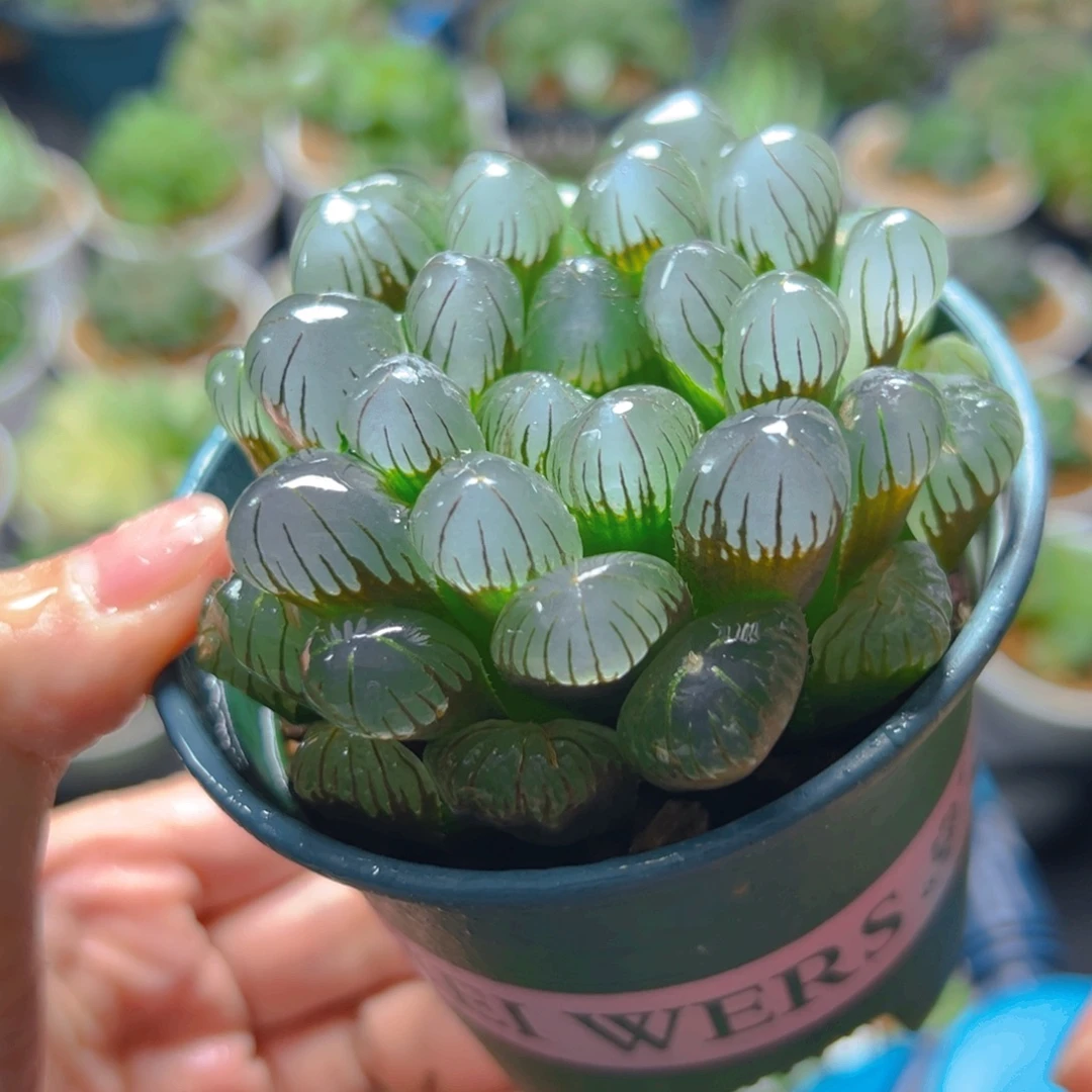3821多肉植物一颗
