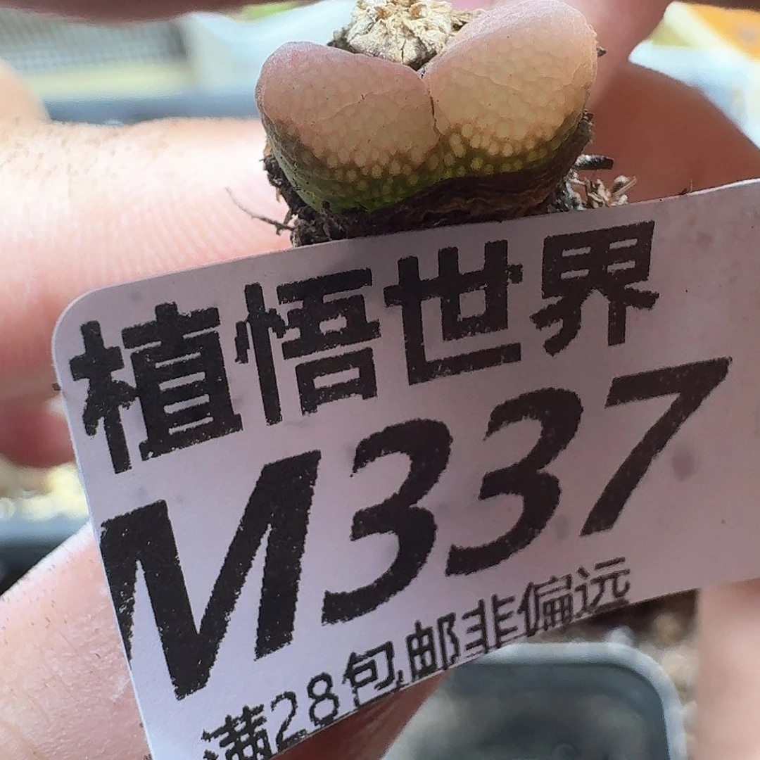 多让我的人生dqfv