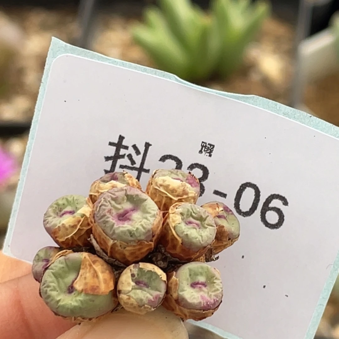 5***923-6肉锥多肉植物