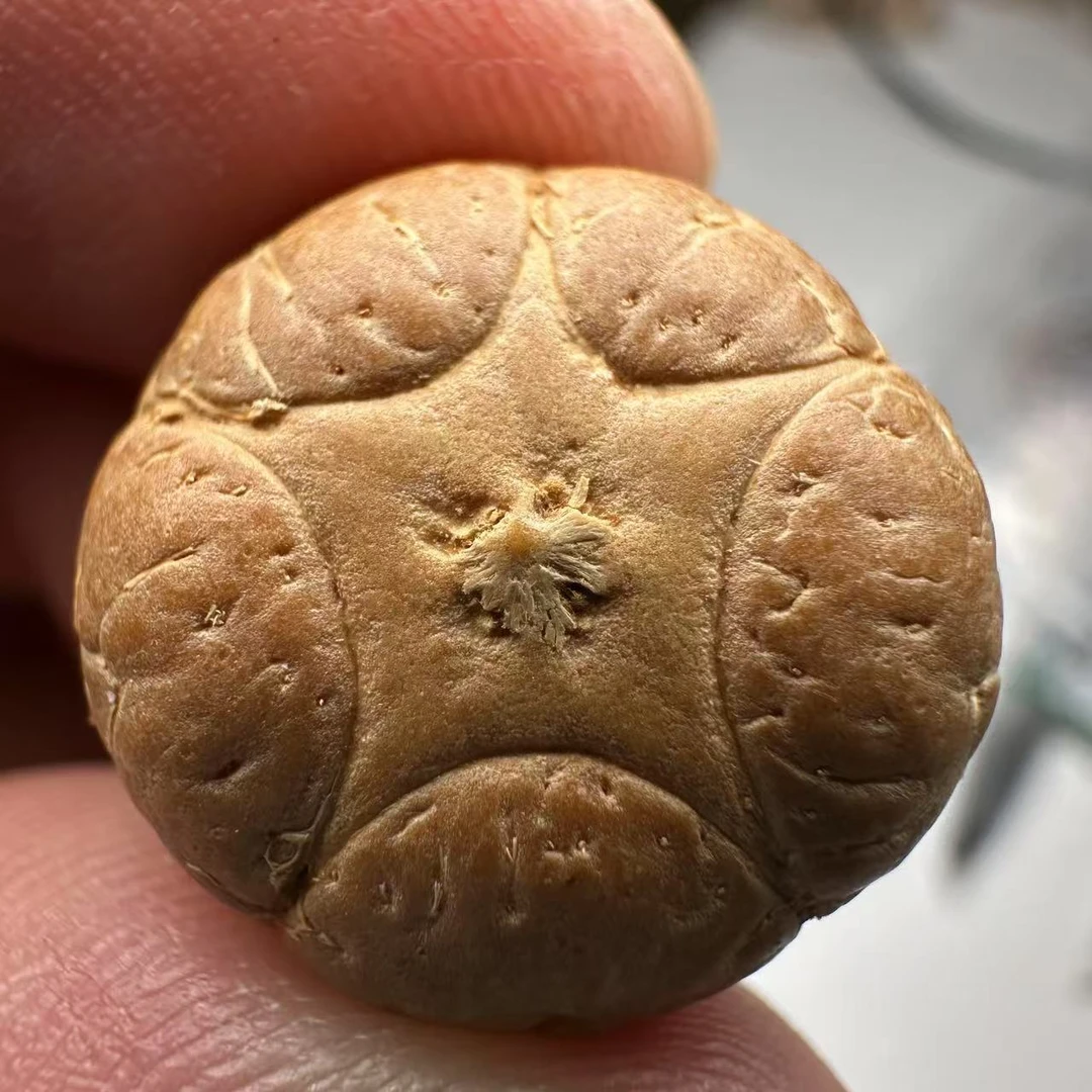 尼泊尔五星菩提，尺寸19，sss系列，货号83