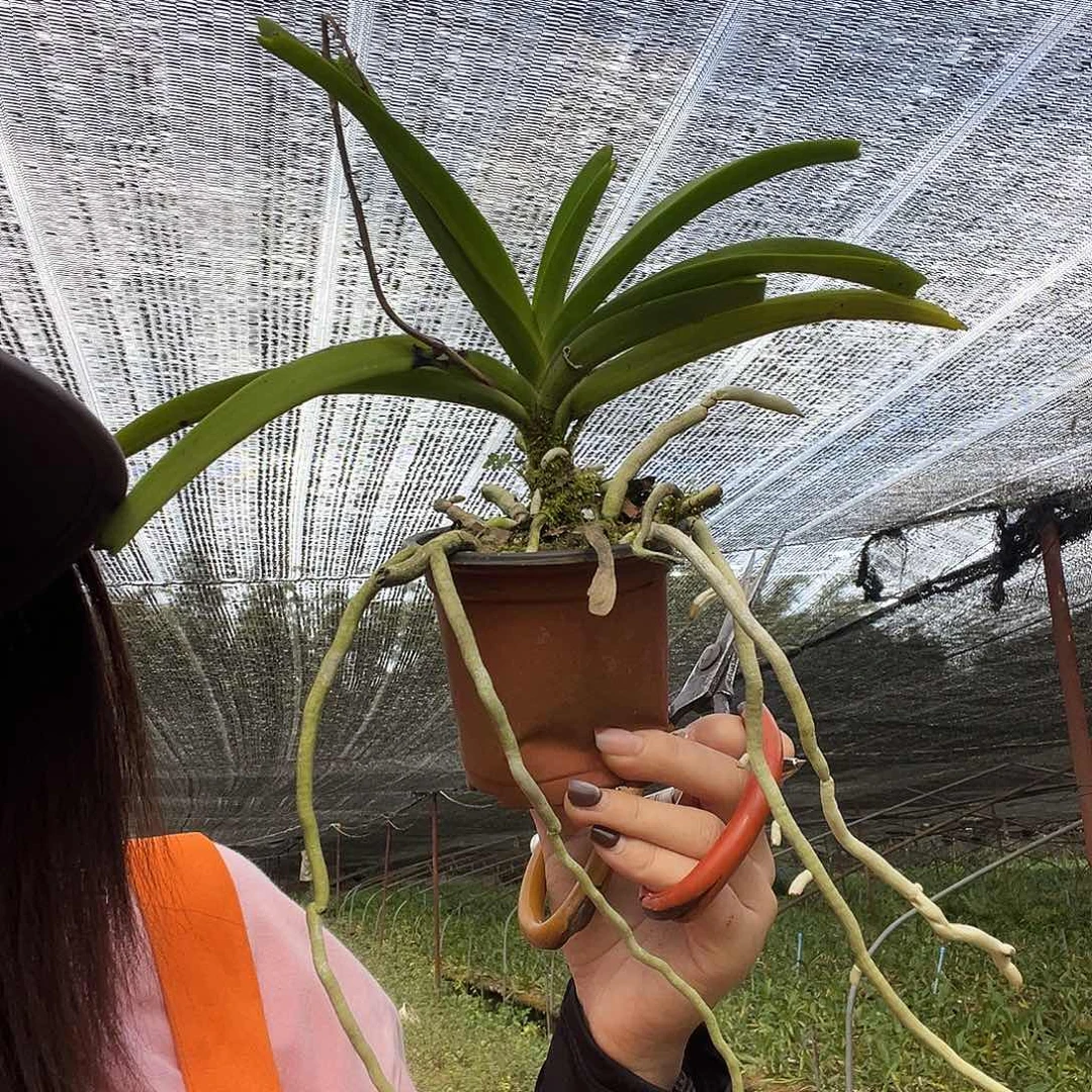 完全开放立梗石斛7号