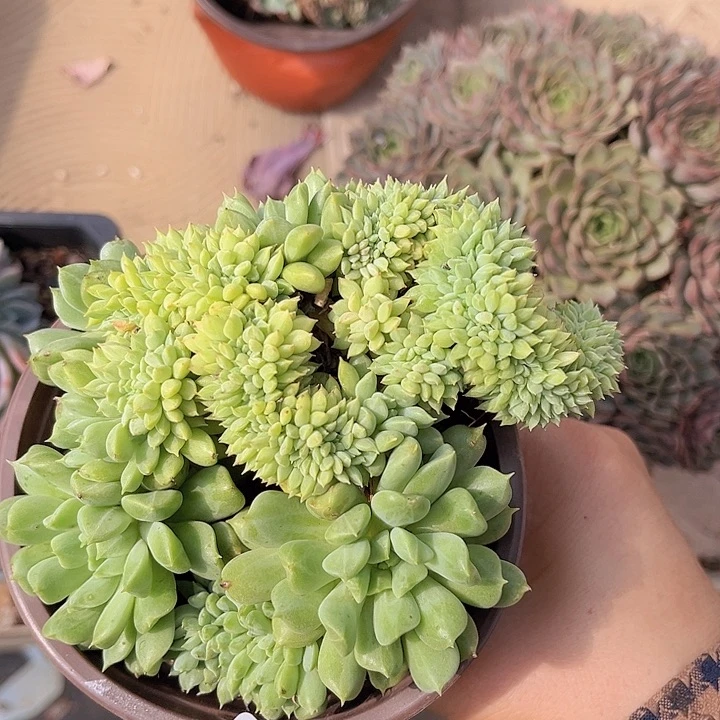 爱尔兰薄荷2199多肉植物
