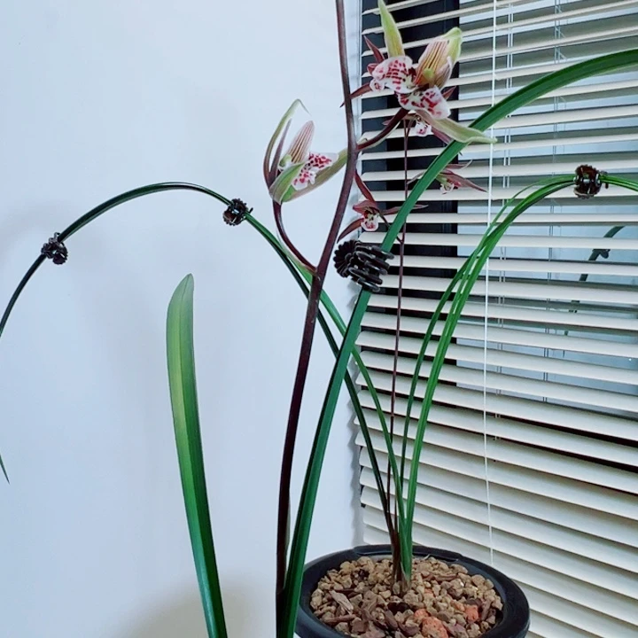 榄***园完全开放一物一拍