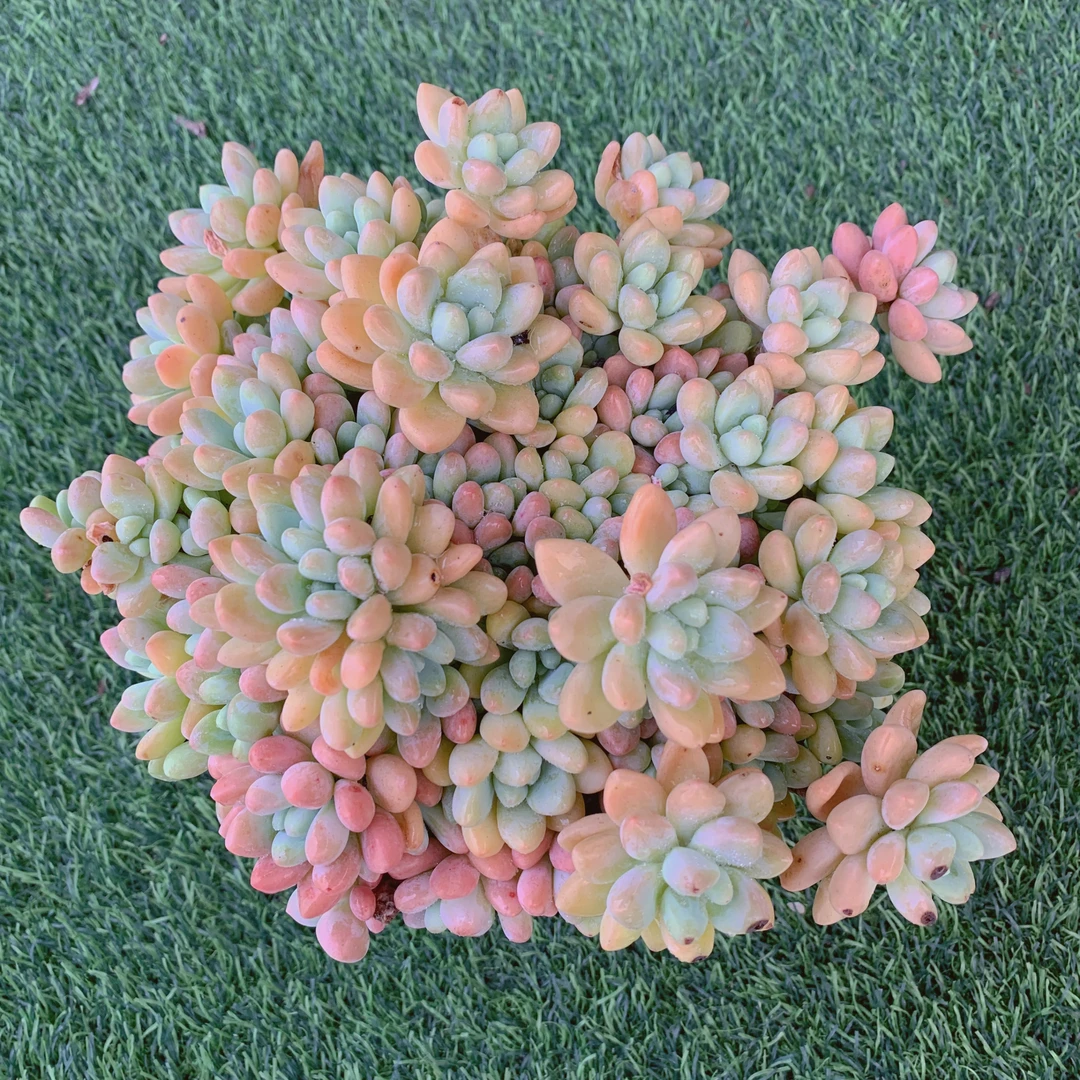 奶酪蛋糕14-18CM【花界草堂】精品多肉阳台盆栽新手老桩易一单包邮