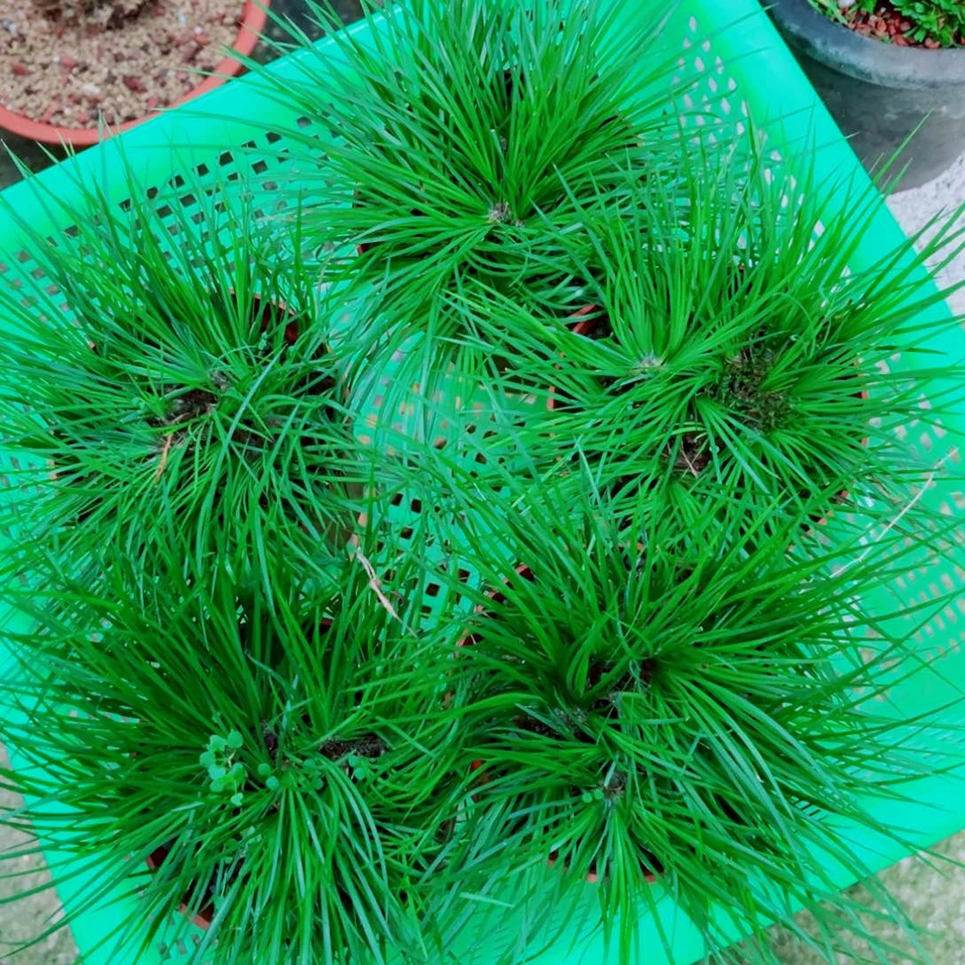 无花朵风尘虎须小5盆99998的