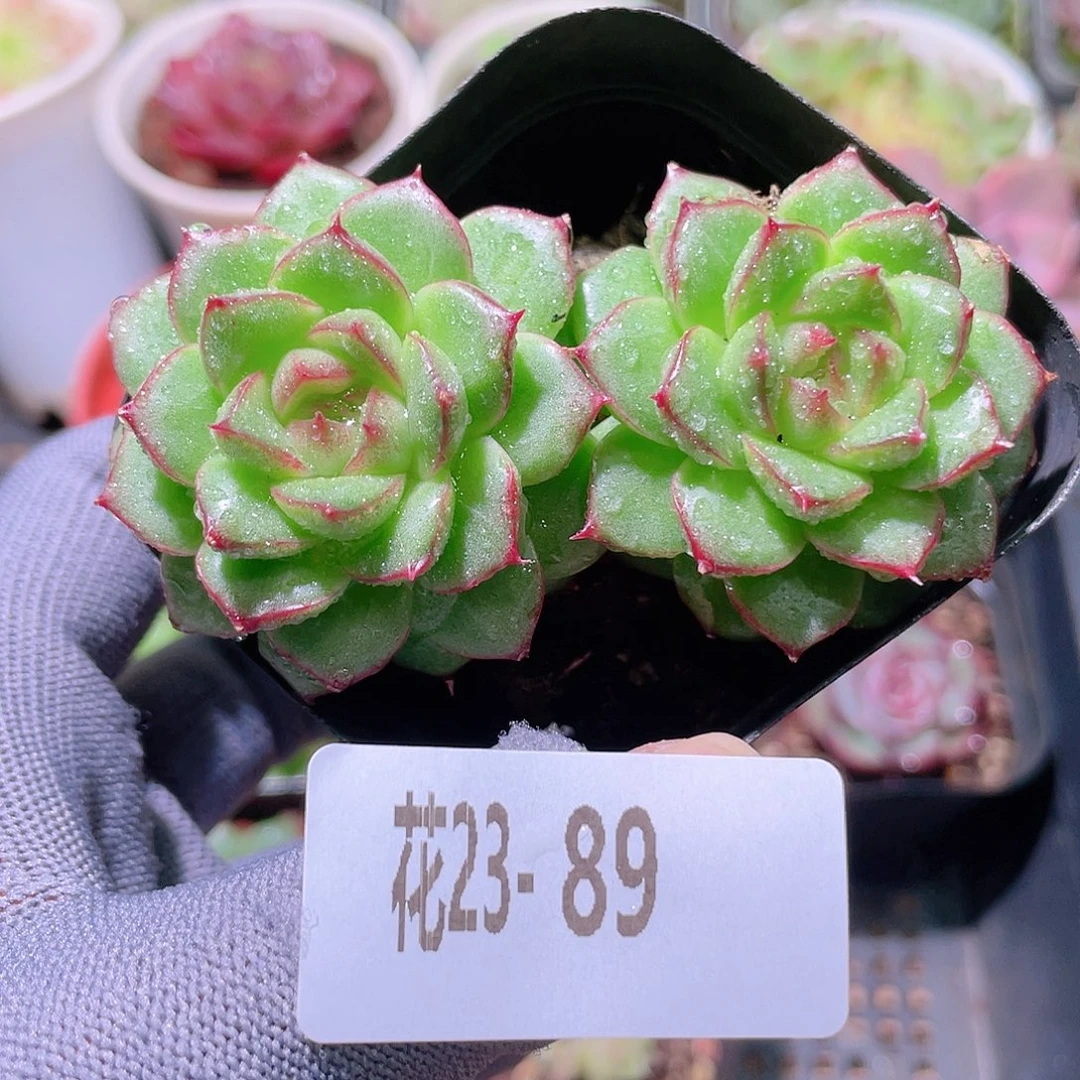 花利美23-89海王