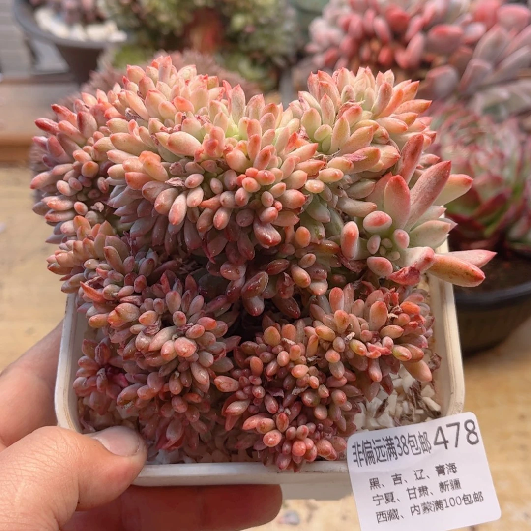 478薄荷锦德华多肉