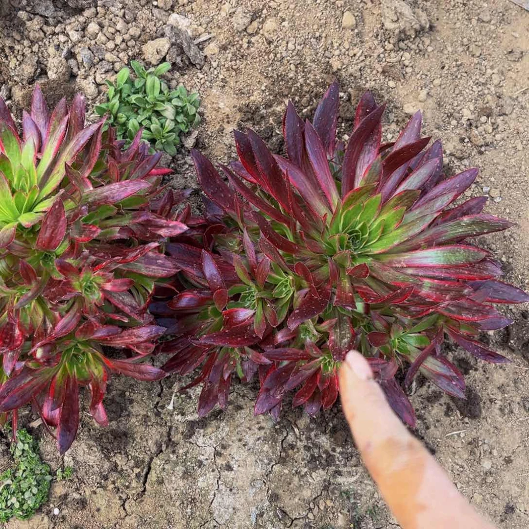 孔雀锦多肉植物捧花的