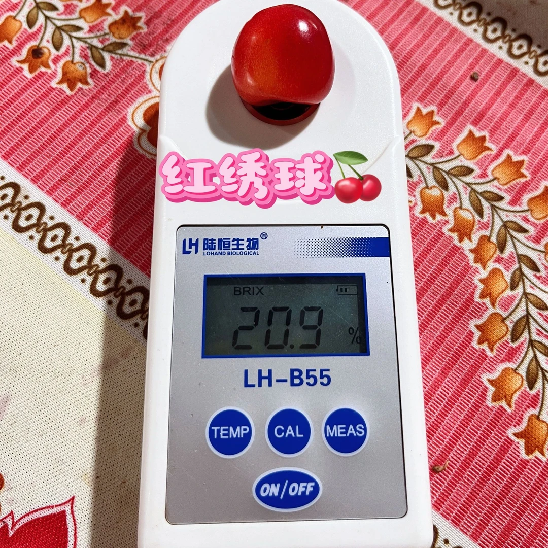 【大连樱桃】红绣球个小儿齁甜高性价比大樱桃现摘现发顺丰冷链包邮