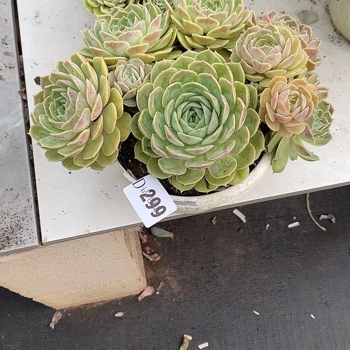 用***3299昂斯诺多肉植物