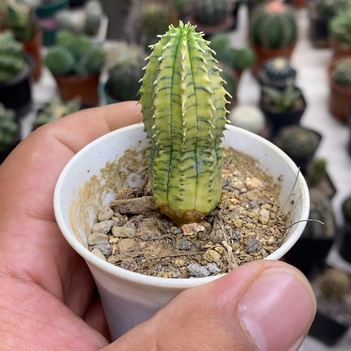 贵青玉锦特价福利
