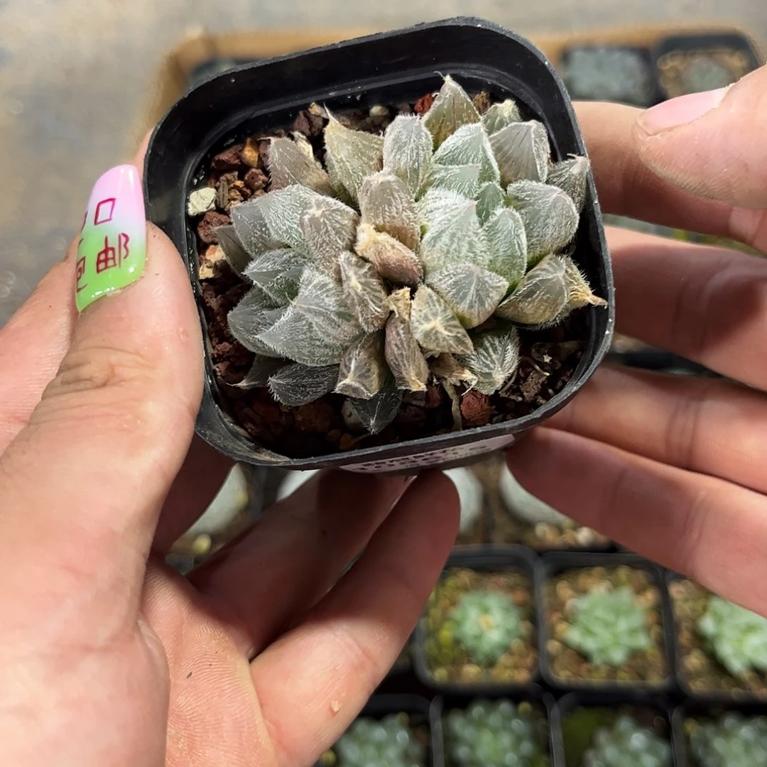 脉***女108615一物一拍单头发货