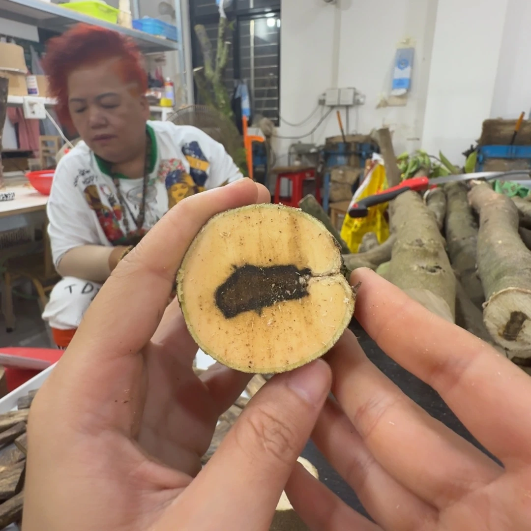 线香奇楠沉香原木