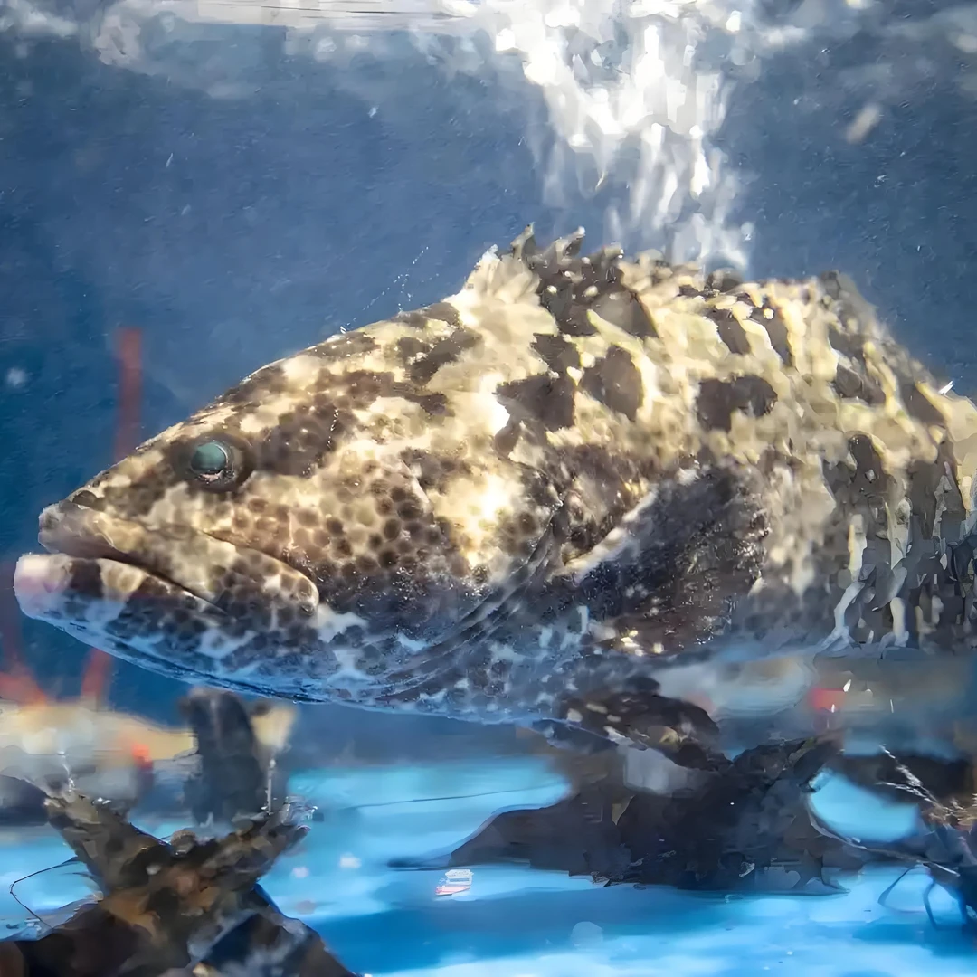 （鲜活）石斑鱼  1.5斤左右