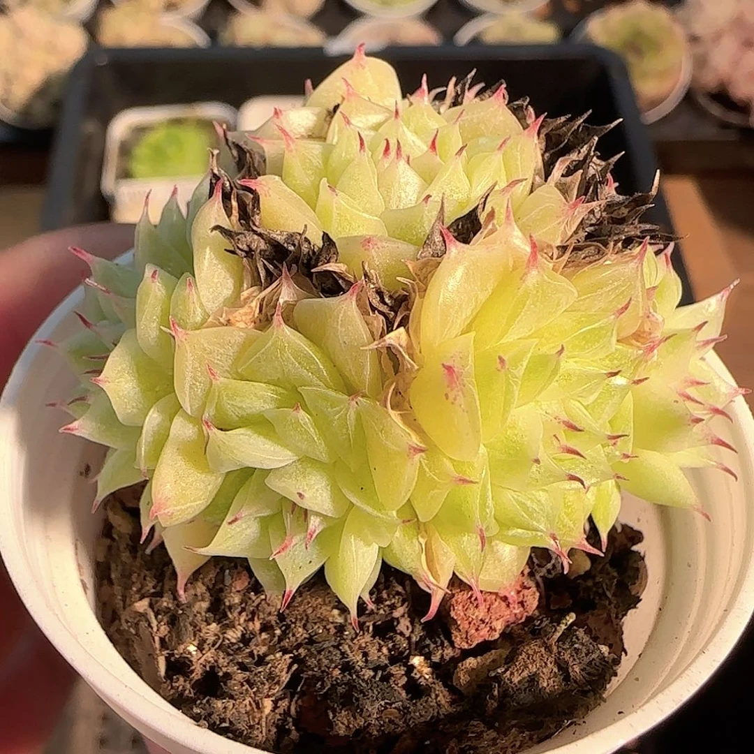 1121-------214麦秆群