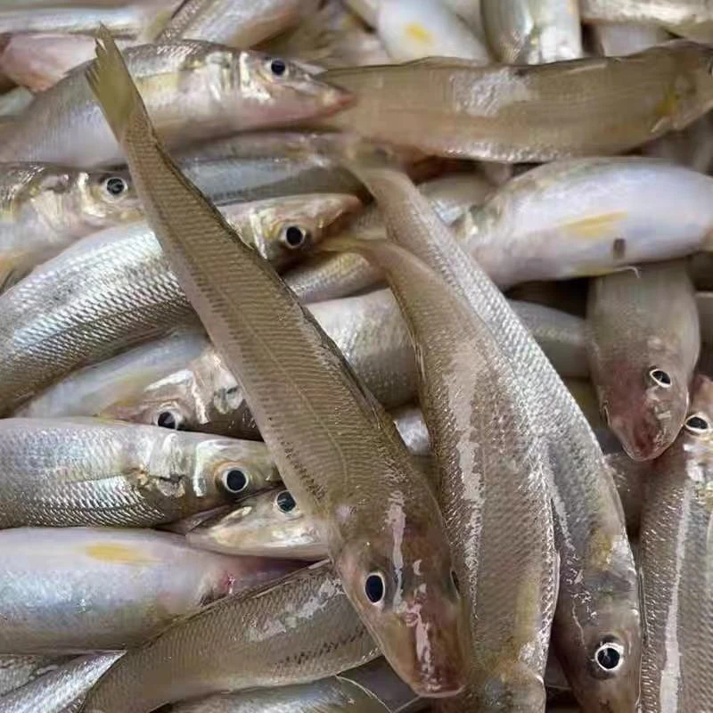 新鲜海捕野生沙丁鱼沙尖鱼【1斤35条-40条】4斤包邮码头直发