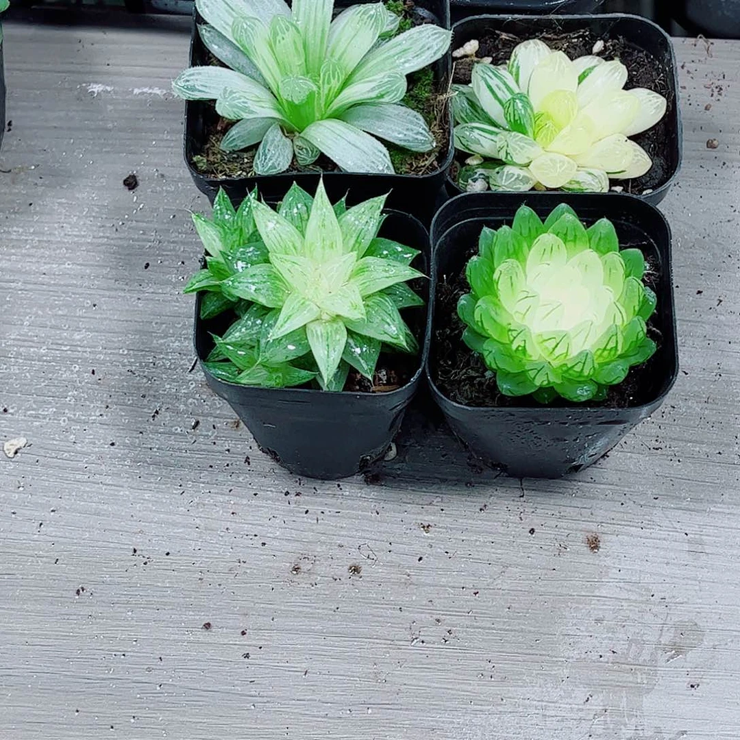 白斑白砂糖一勿一拍5公分冠服