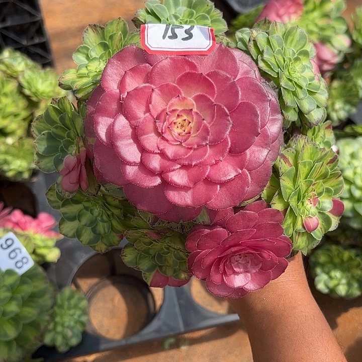 红***日精品多肉植物153知否