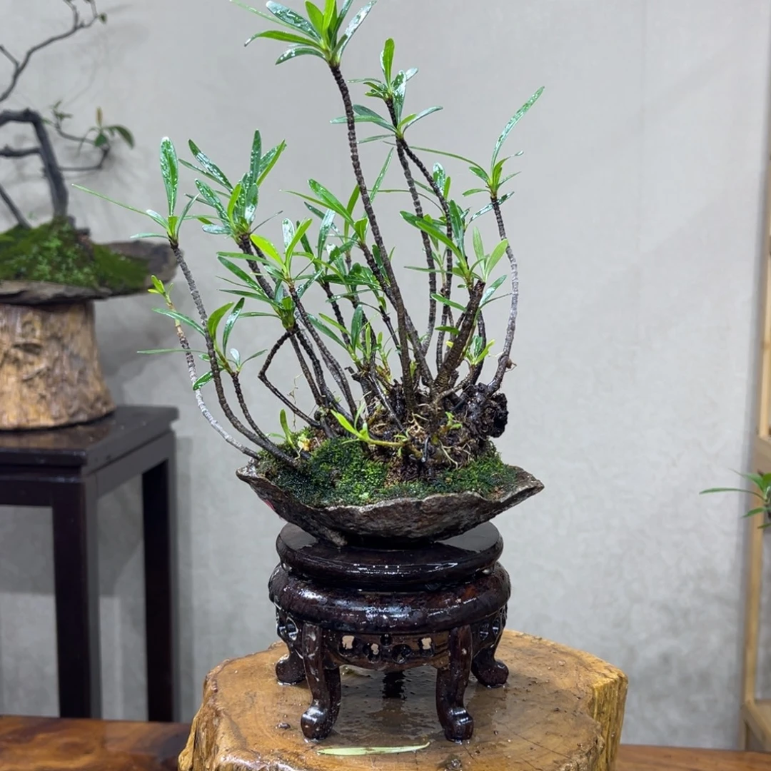 用***3无花朵66665555411414141