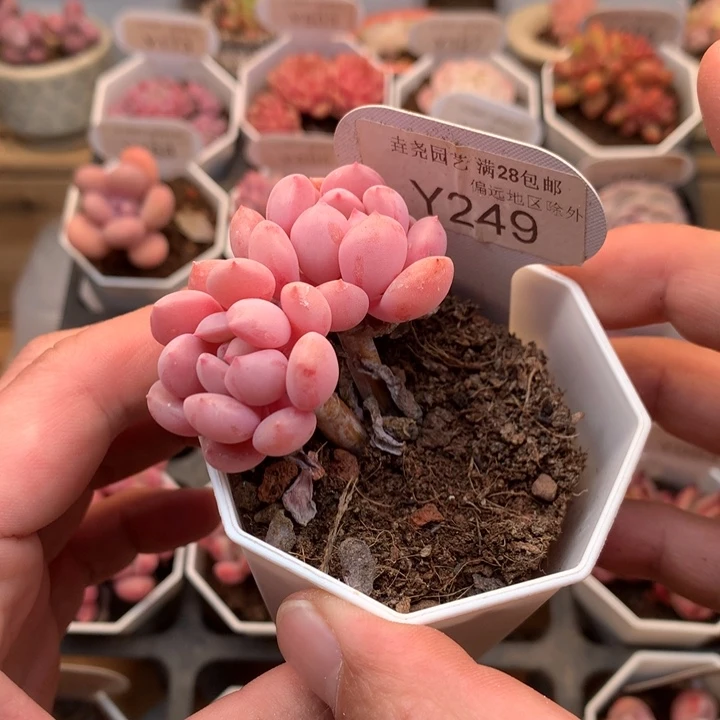 0249 花瓣鹿 5cm