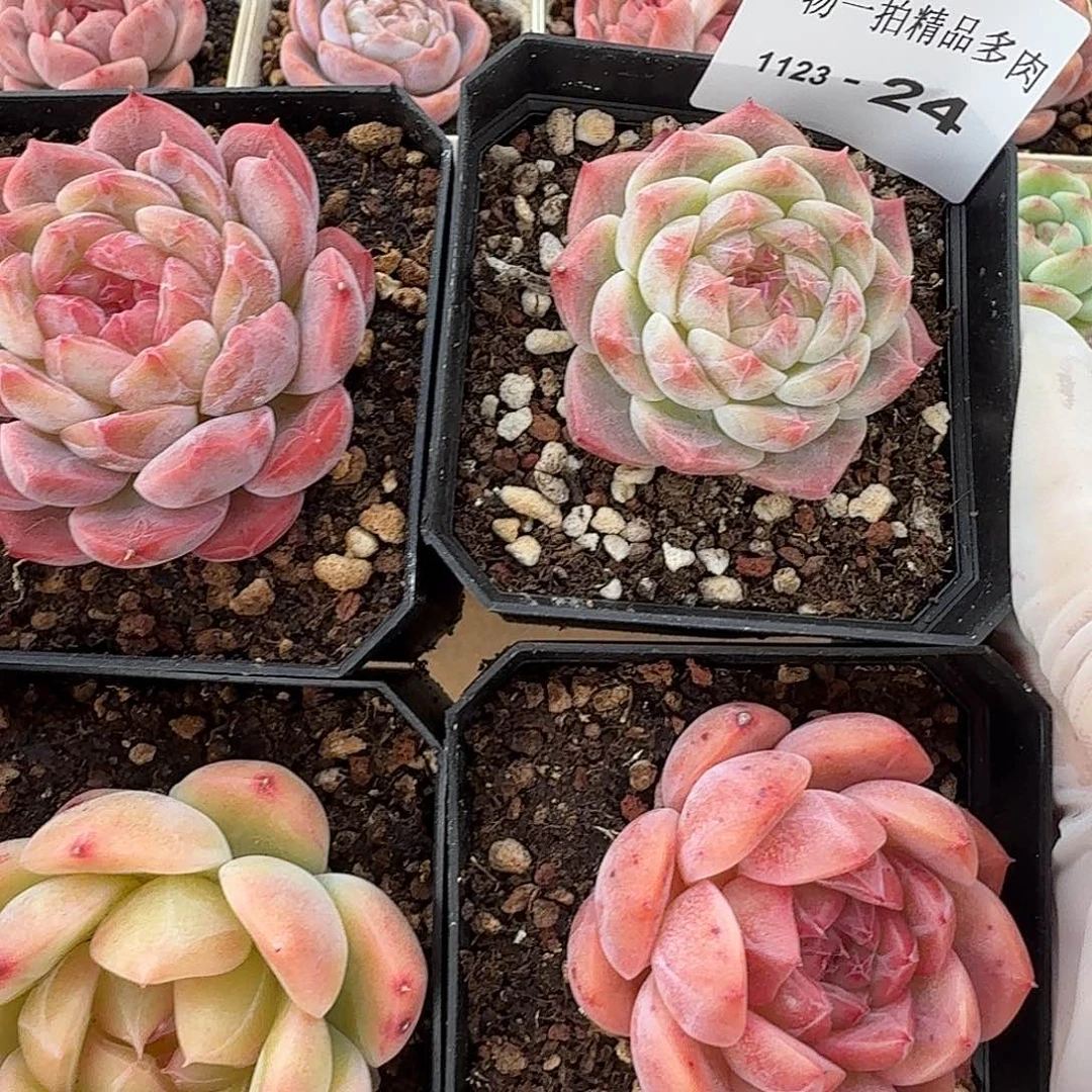 1123-24四颗多肉一物一拍