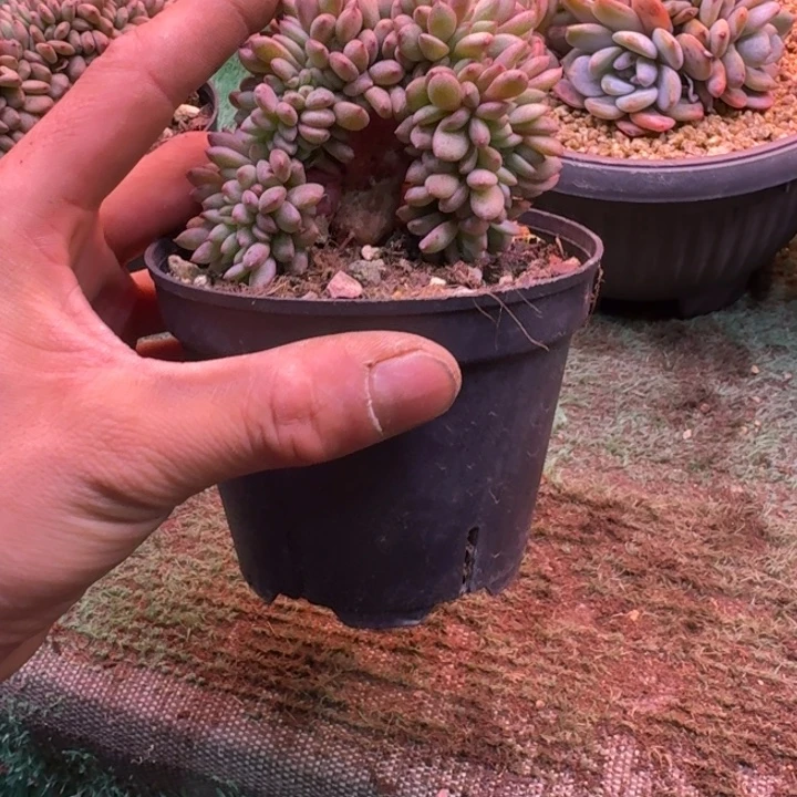 凌雪树缀无砍多肉