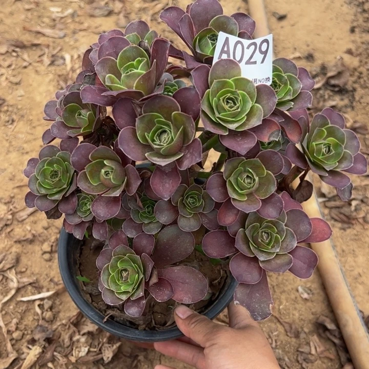 魅金玫瑰多肉植物029.