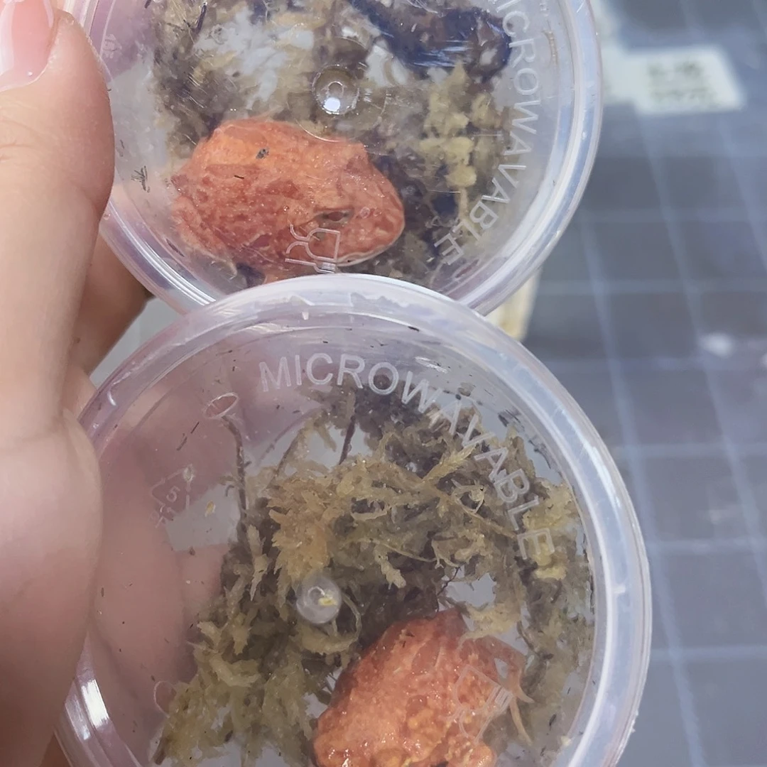 角蛙火龙角蛙专拍链接