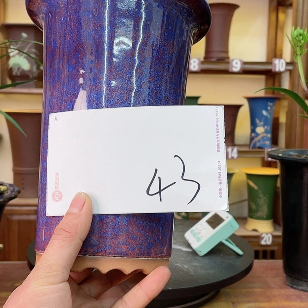 【闪购商品】紫砂花盆逛*兰花455684475255525554