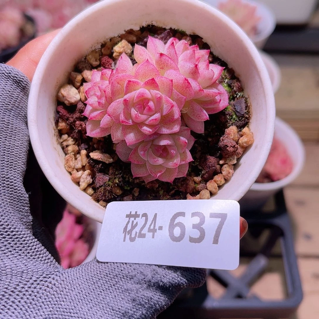 花24-637女王小群