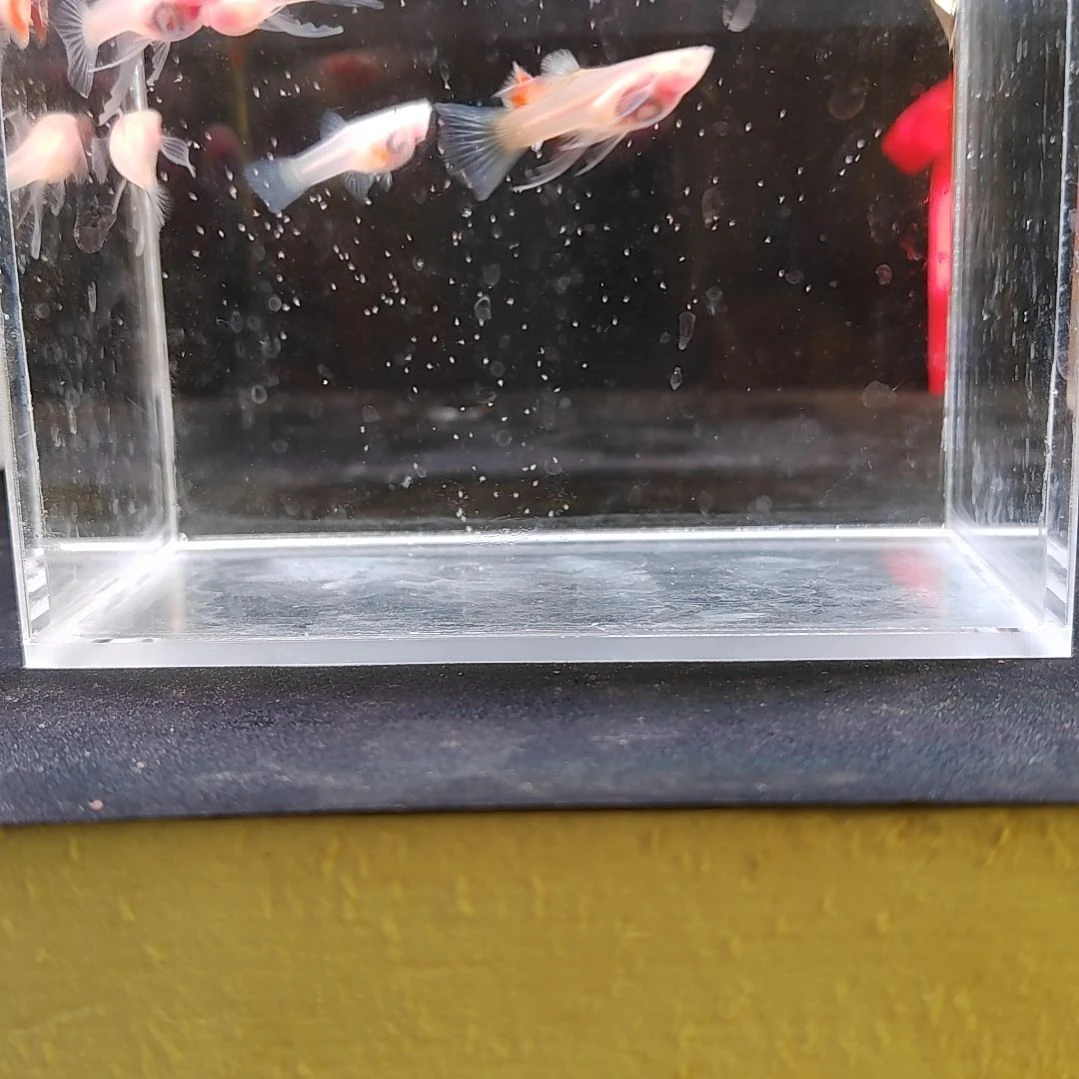 孔雀鱼编号31超透C玻璃猫
