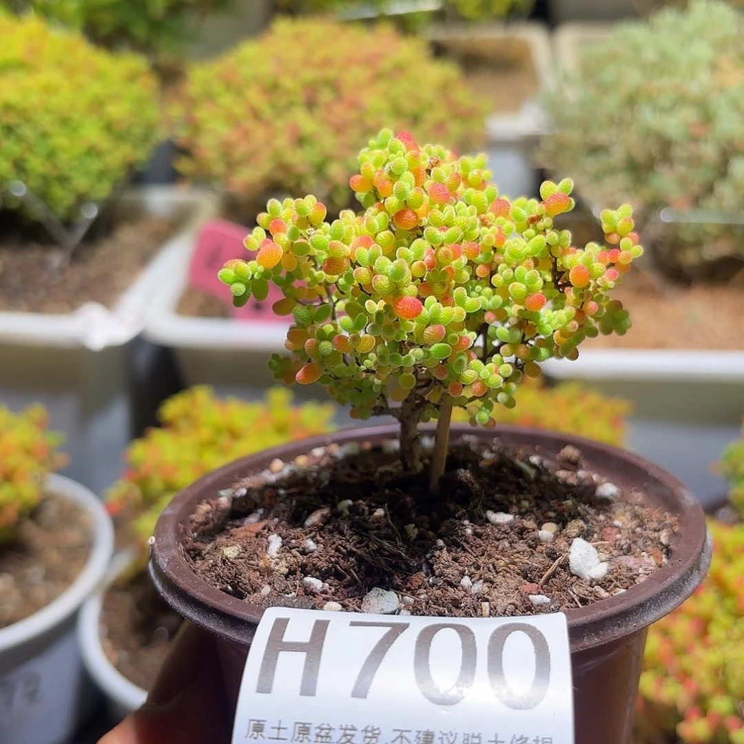 枝干番杏密橘糖球H700