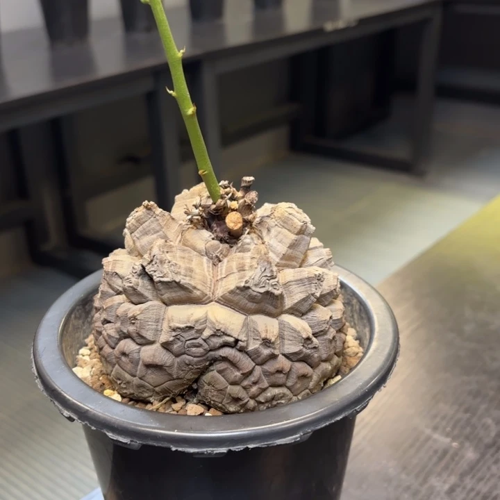 1号日系南非龟甲龙