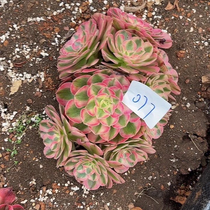 077倾城朵朵无根发货