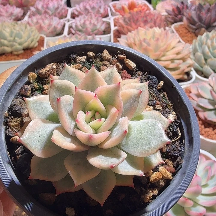 粉爱丽锦多肉植物