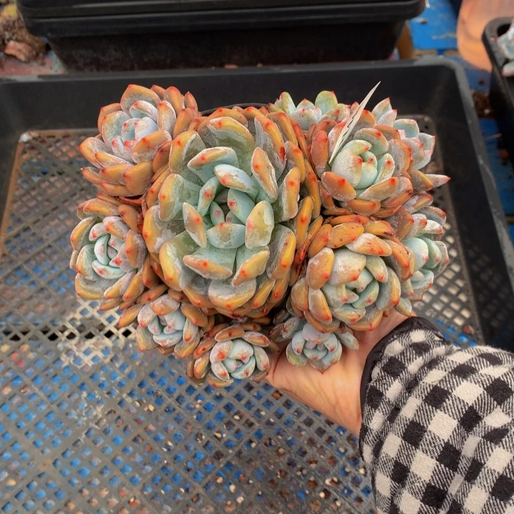 11448多头一个嗯嗯嗯嗯嗯嗯嗯嗯好喜欢你