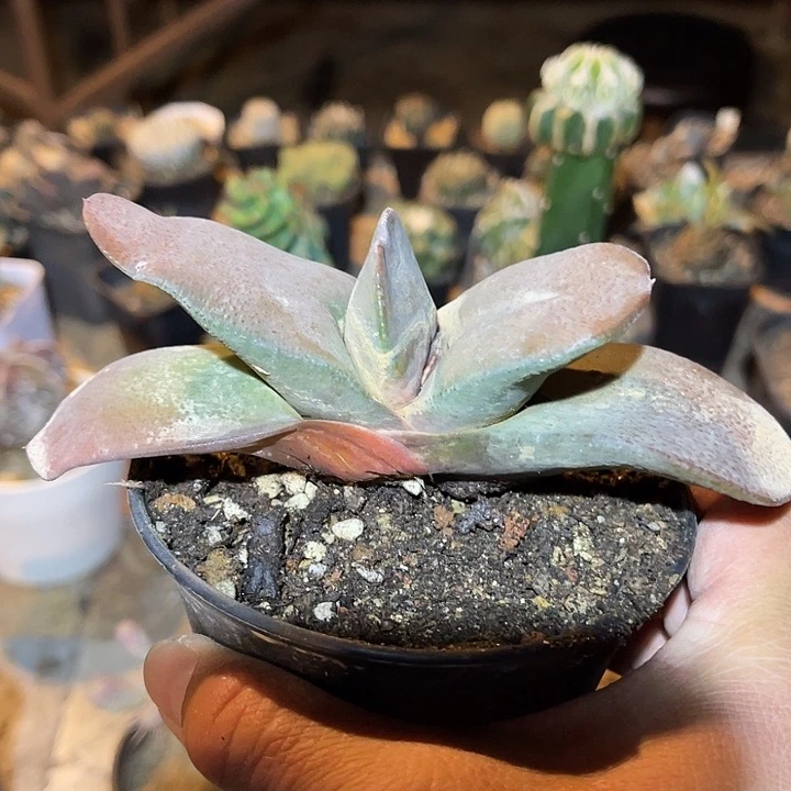 满38包邮2天凑单，脱土晾根发货大卧牛