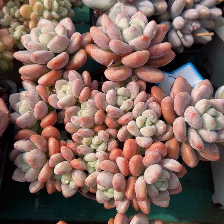 2洛神平平安安健健康康