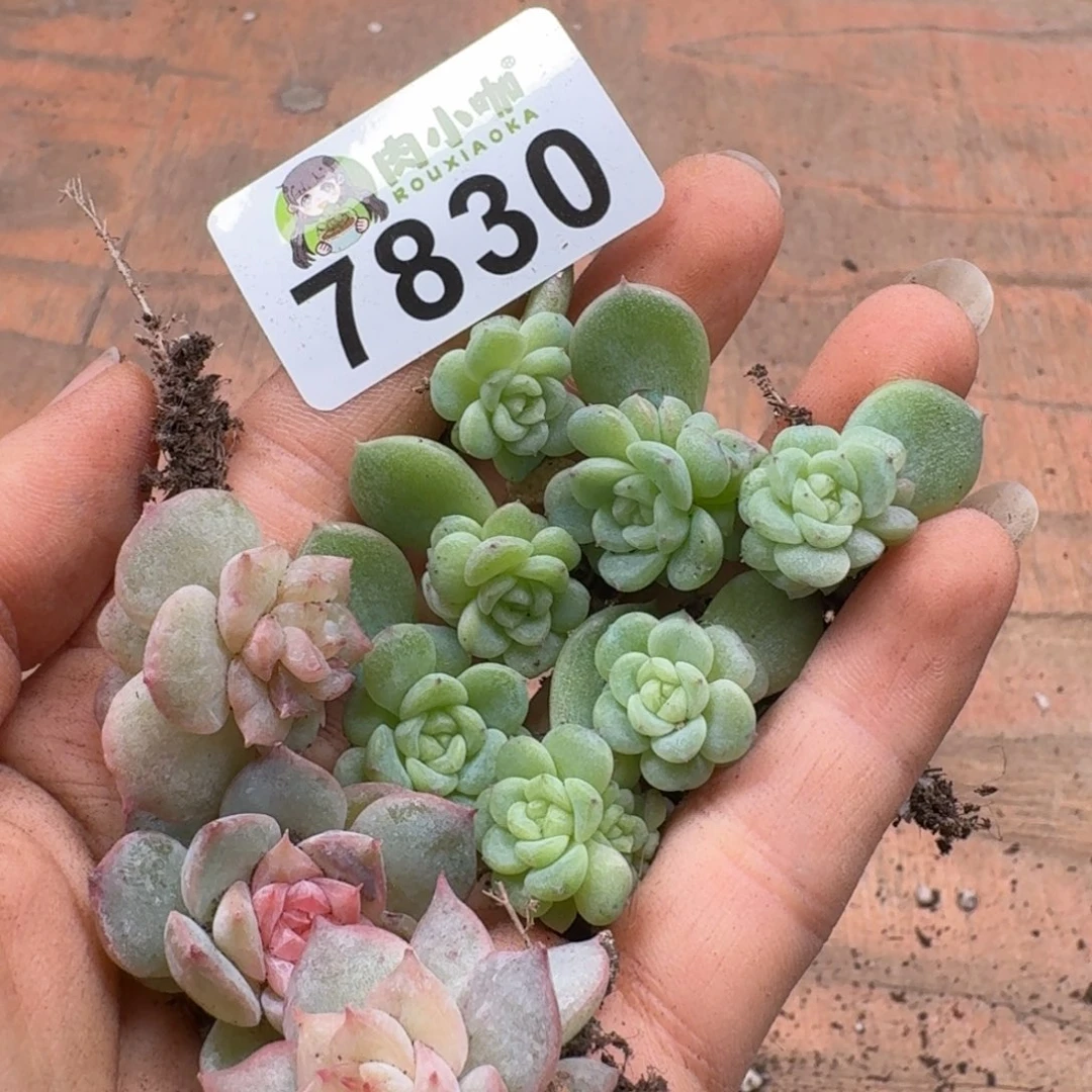 *****多肉植物多肉植物