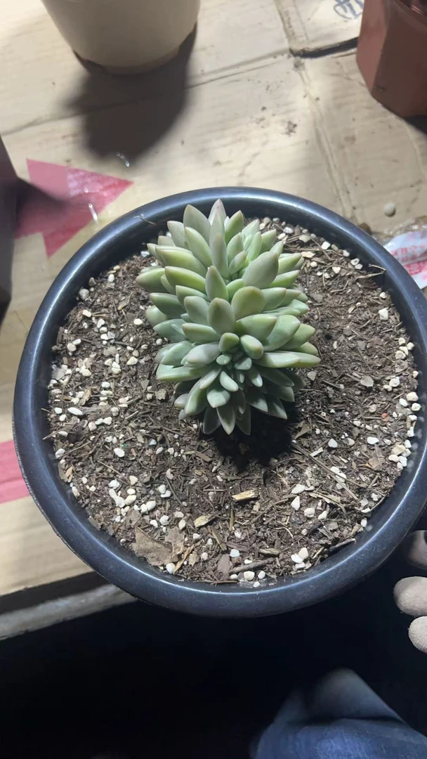 多肉桃花源缀化，