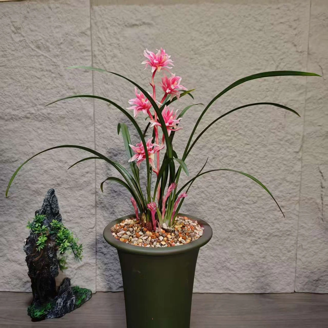 【凤鸣九天】名贵奇花 稀有 高端兰花 浓香 花期长
