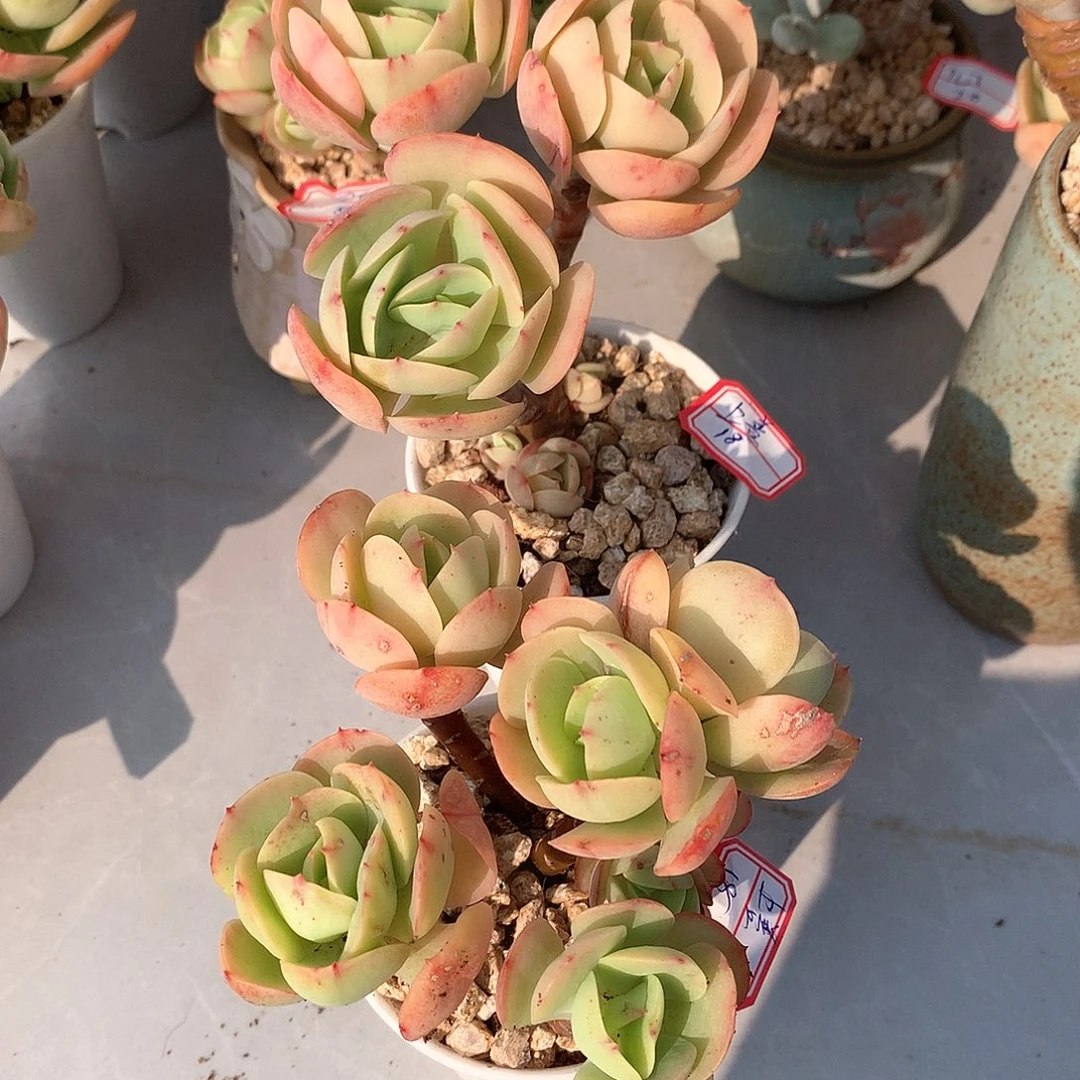 鸡蛋碧桃多肉两颗