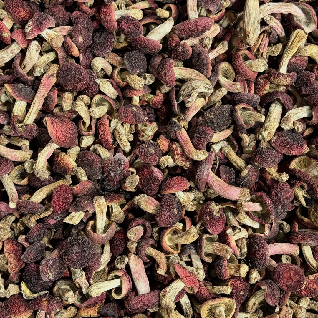 云南红菇丁食用营养菌菇