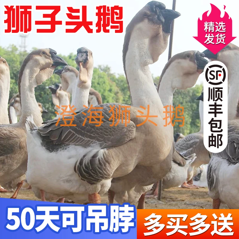 大种狮头鹅【包活到家】宠物娥