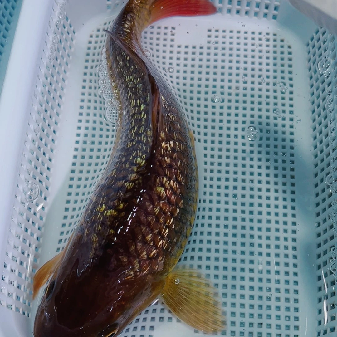 锦鲤锦鲤冷水鱼观赏119