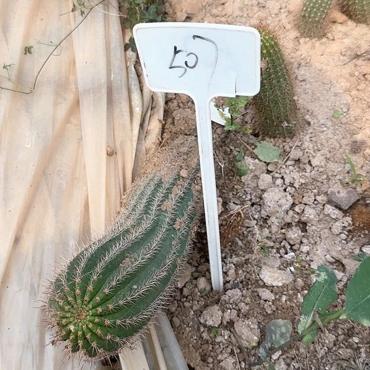 「***」507号到花柱瑕疵球西面的