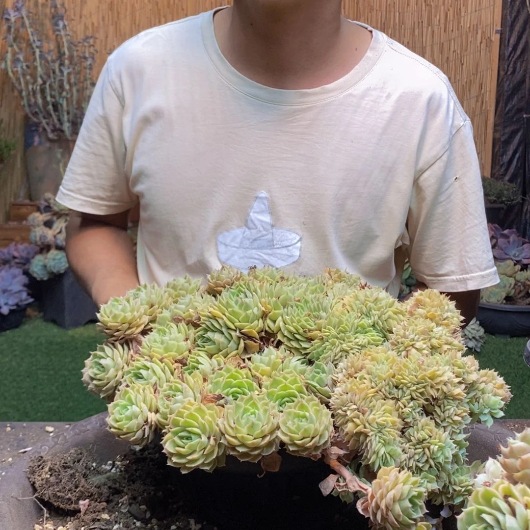 兆**卫245号昂斯诺多肉