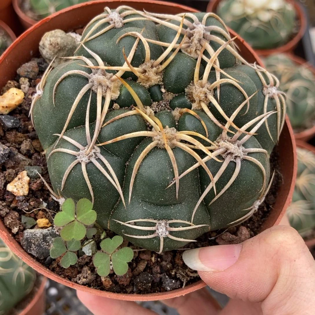 19-48高木一物一拍仙人球