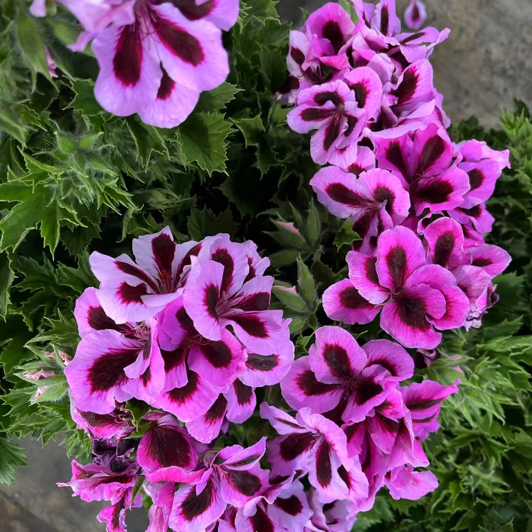 帝国大花特大老桩天竺葵盆栽1.5加仑